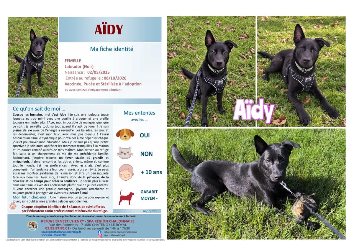 Aidy, Mixed Breed for adoption at SCOOBY, Châtenoy-le-Royal