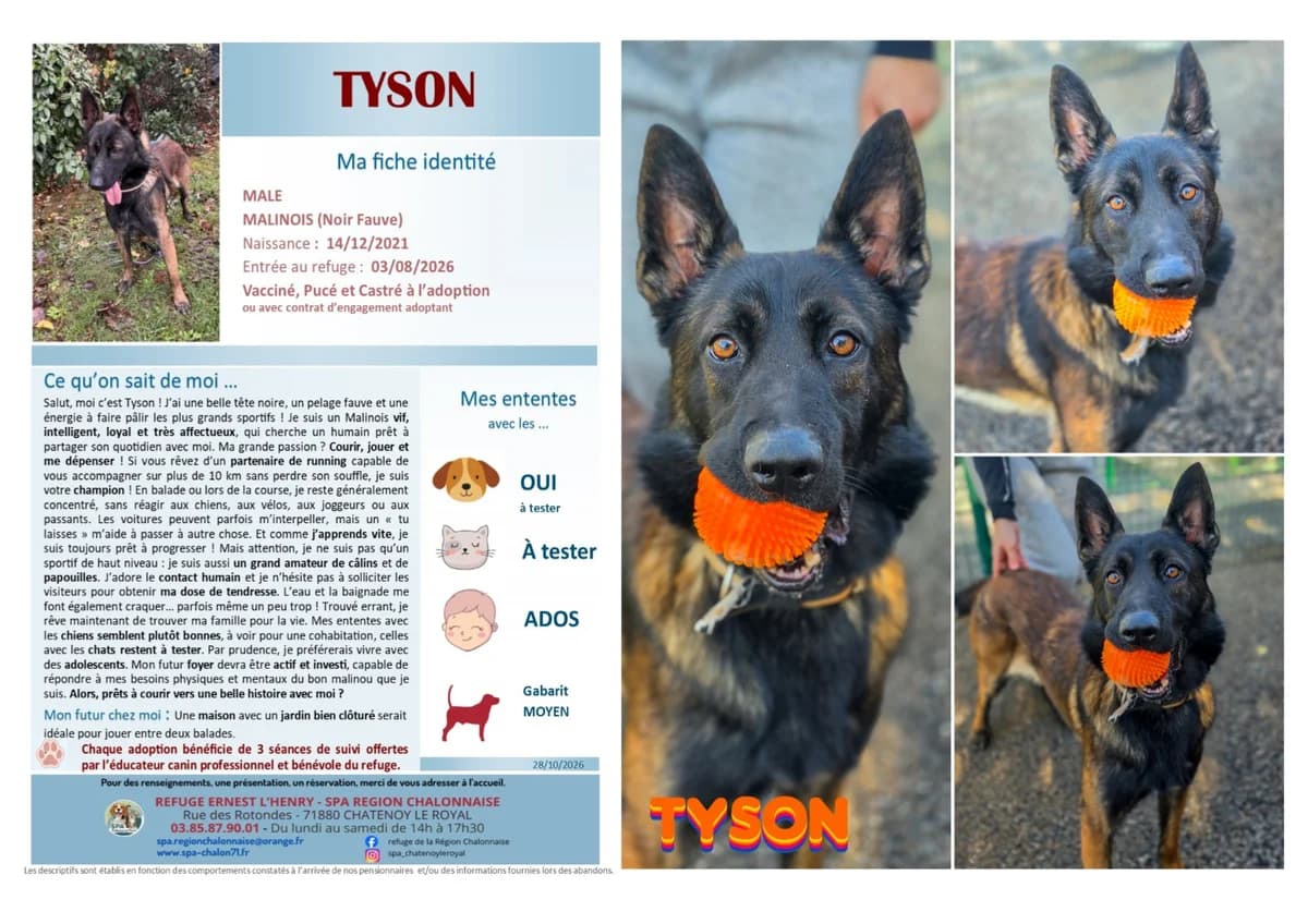 Tyson-M, Mixed Breed for adoption at SCOOBY, Châtenoy-le-Royal