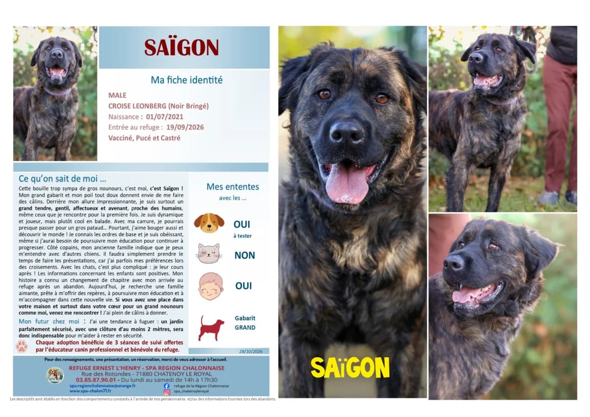 Saigon, Mixed Breed for adoption at SCOOBY, Châtenoy-le-Royal