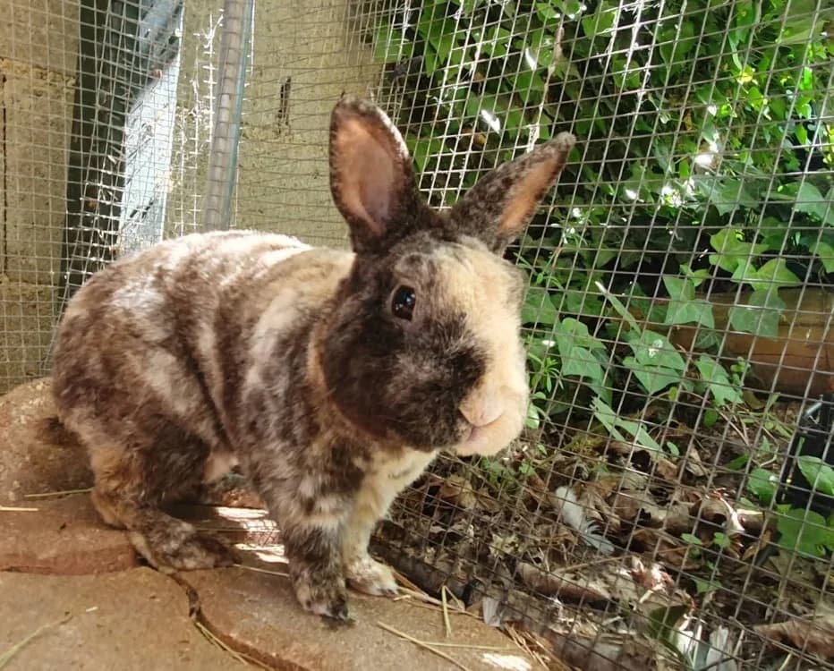 HAMAR, male mixed breed for adoption at SPA Chamarande, Chamarande