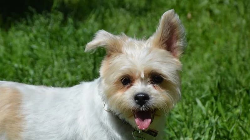 CANDY CHAO, female 6yo Shih Tzu for adoption at SPA Chamarande, Chamarande