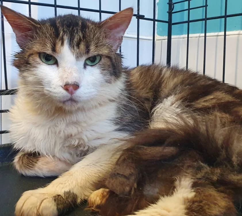 CALOGERO, male 5yo Mixed Breed for adoption at SPA Chamarande, Chamarande