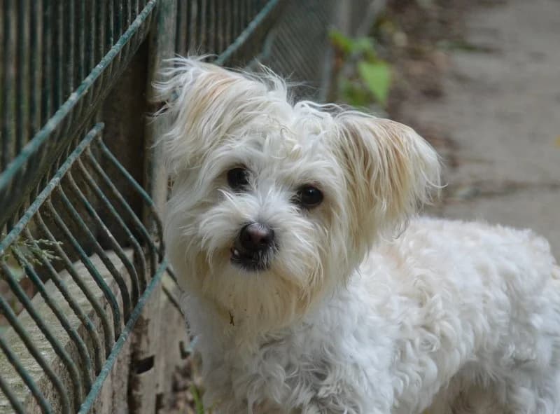 PEANUTS CHAO, male young Bichon Frisé for adoption at SPA Chamarande, Chamarande