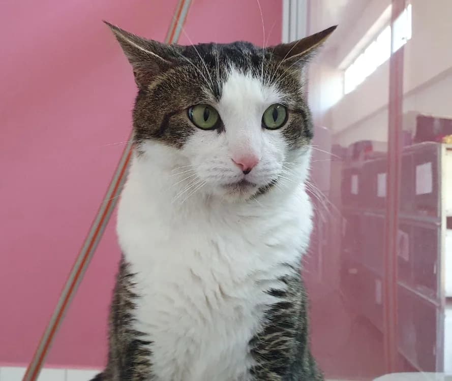 LOTTE, male 5yo Mixed Breed for adoption at SPA Chamarande, Chamarande