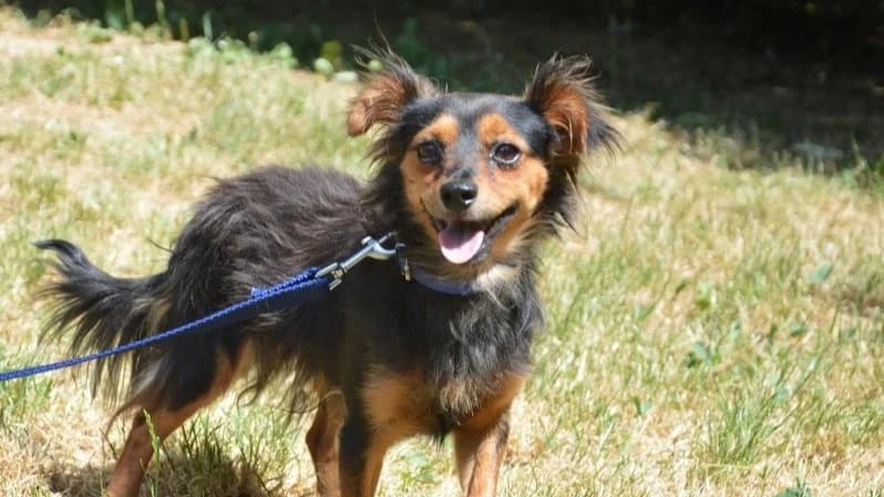 FILOU CHAO, male young Dachshund for adoption at SPA Chamarande, Chamarande
