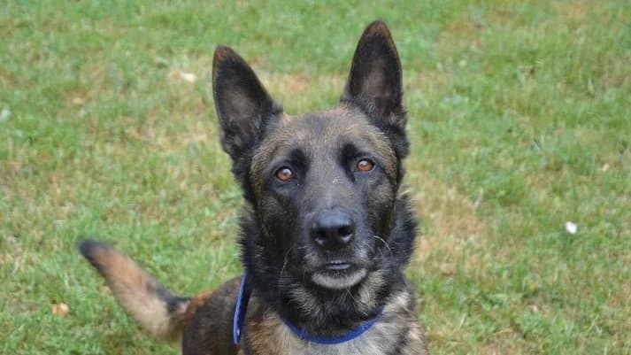 ROCKY CHAO, male young German Shepherd for adoption at SPA Chamarande, Chamarande