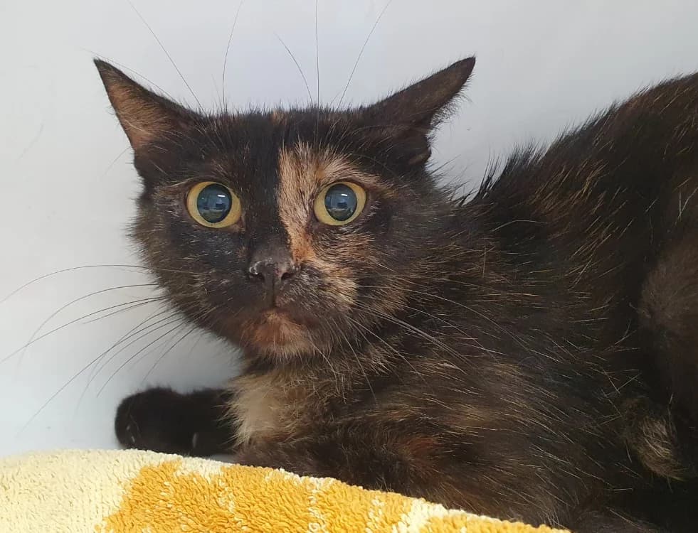 ORANGINA CHA, female Mixed Breed for adoption at SPA Chamarande, Chamarande