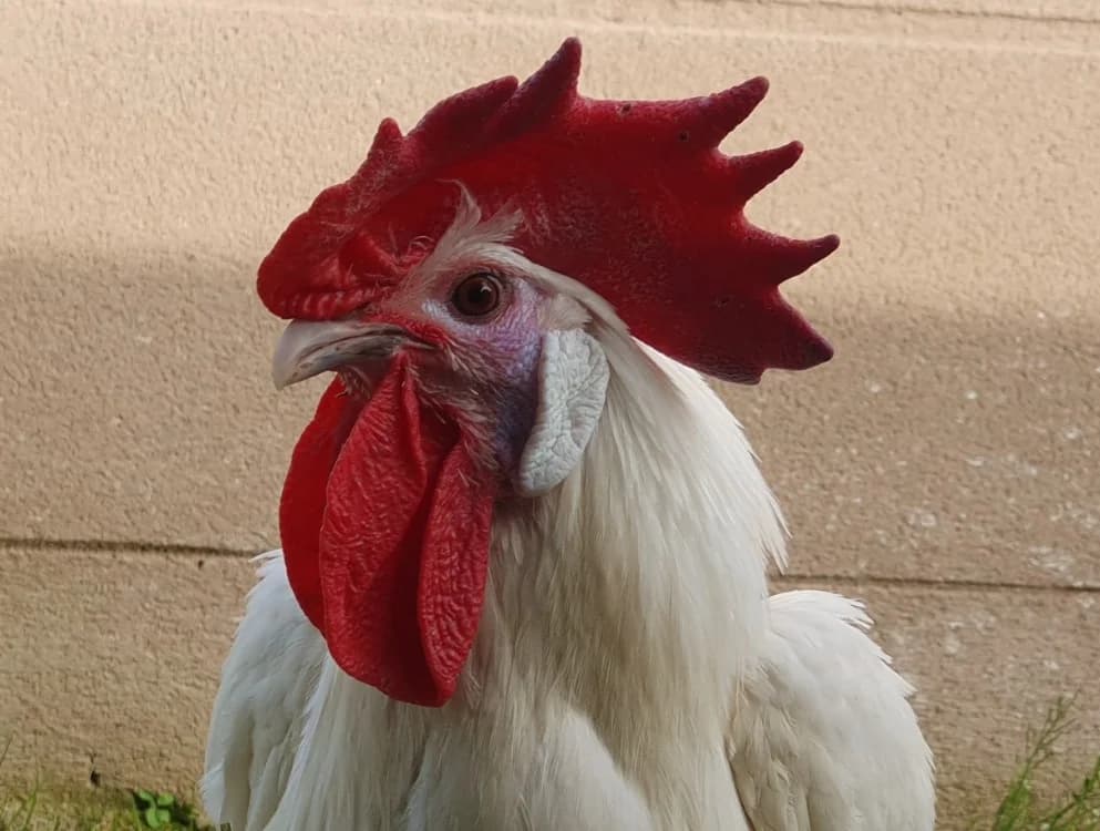 SHERLOCKCOQ CAC, male Mixed Breed for adoption at SPA Chamarande, Chamarande