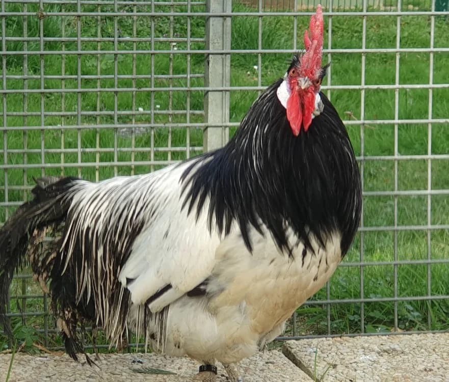 LE RIGOLO BIZARRE CAC, male Mixed Breed for adoption at SPA Chamarande, Chamarande