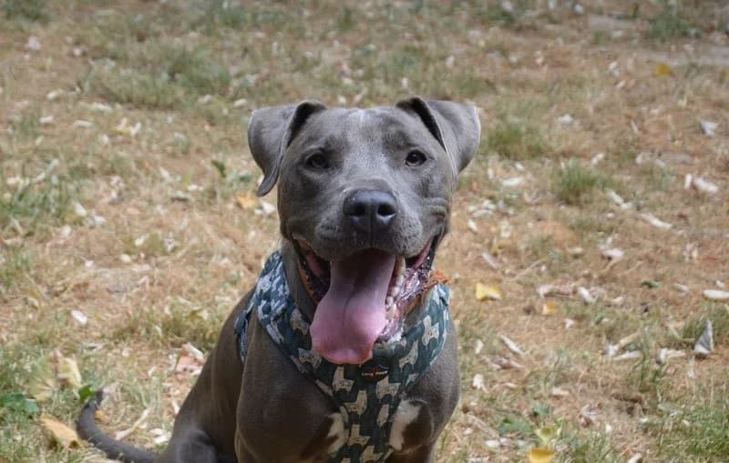 STOLLEN dit ZIP, male young Mixed Breed for adoption at SPA Chamarande, Chamarande