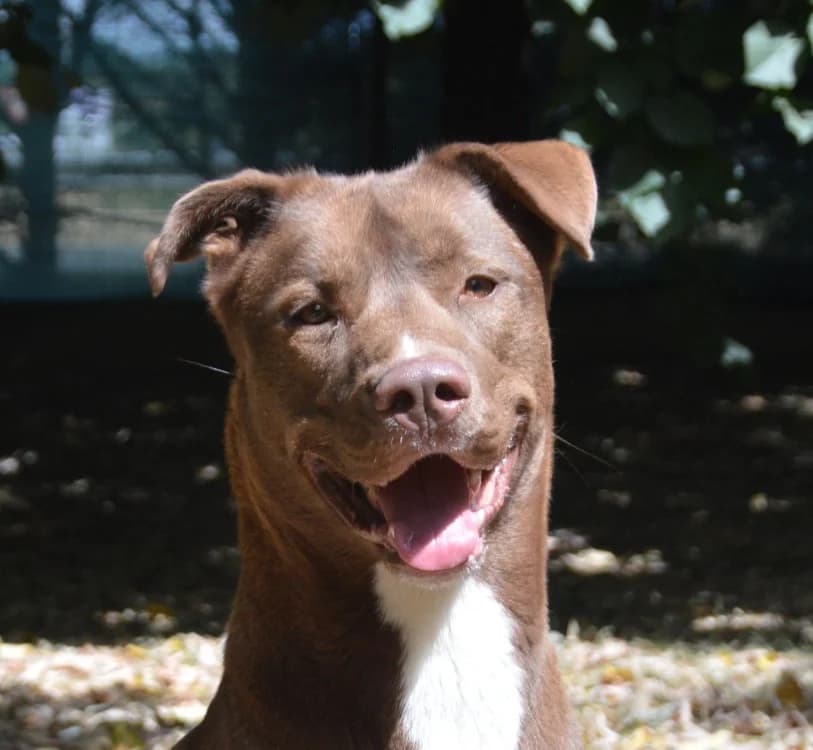 LOKI CHAO, male young Labrador Retriever for adoption at SPA Chamarande, Chamarande