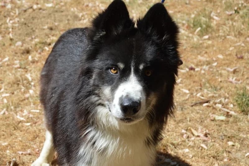 THOR 2 CHAO, male 4yo Alaskan Malamute for adoption at SPA Chamarande, Chamarande