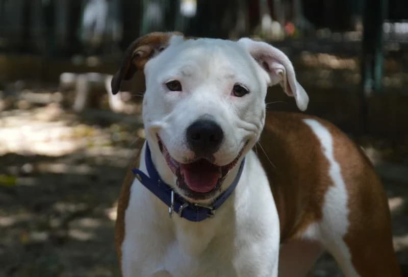 NALA CHAO, female puppy Mixed Breed for adoption at SPA Chamarande, Chamarande