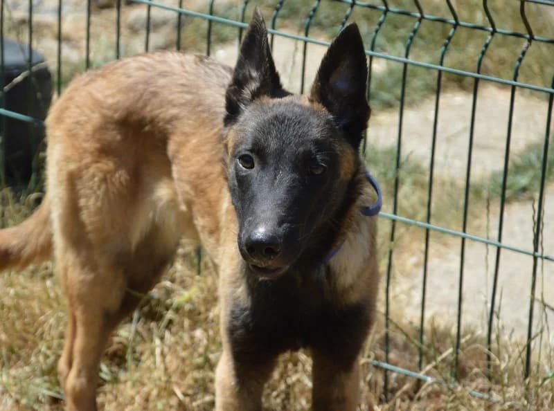 KARL CHAO, male Belgian Malinois for adoption at SPA Chamarande, Chamarande