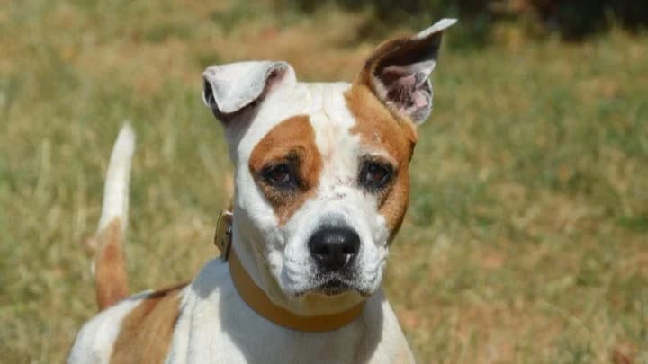 TINA CHAO, female 7yo Mixed Breed for adoption at SPA Chamarande, Chamarande