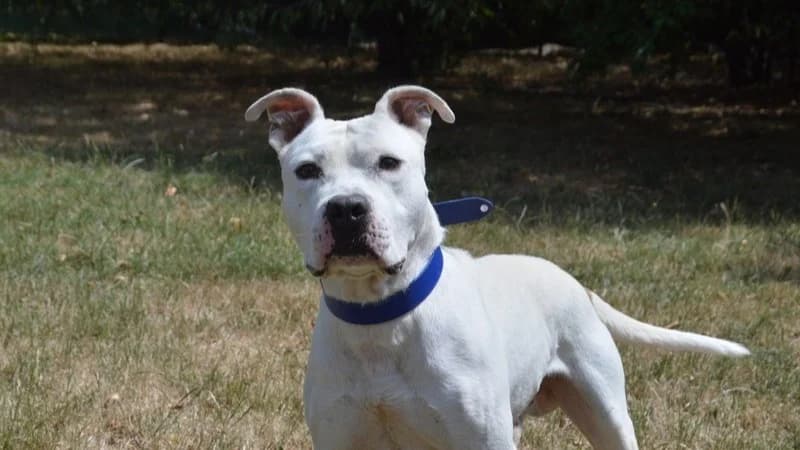 SNOW CHAO, male young Mixed Breed for adoption at SPA Chamarande, Chamarande