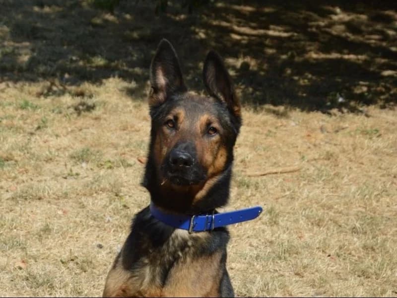 JACK CHAO, male 3yo Mixed Breed for adoption at SPA Chamarande, Chamarande