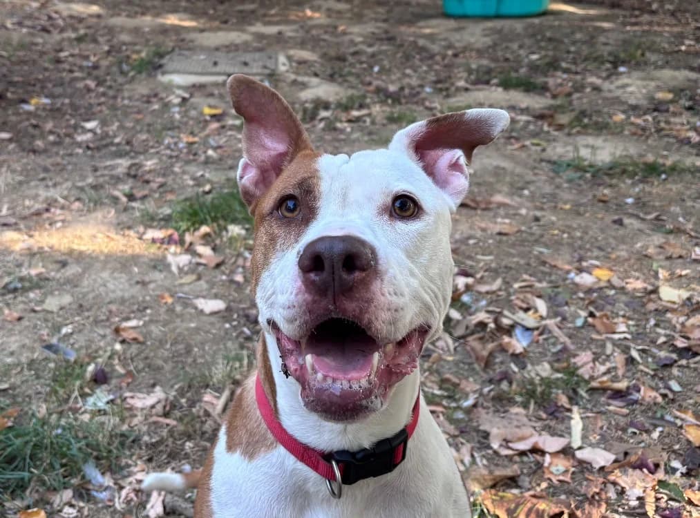YUMIE CHAO, female 5yo Mixed Breed for adoption at SPA Chamarande, Chamarande