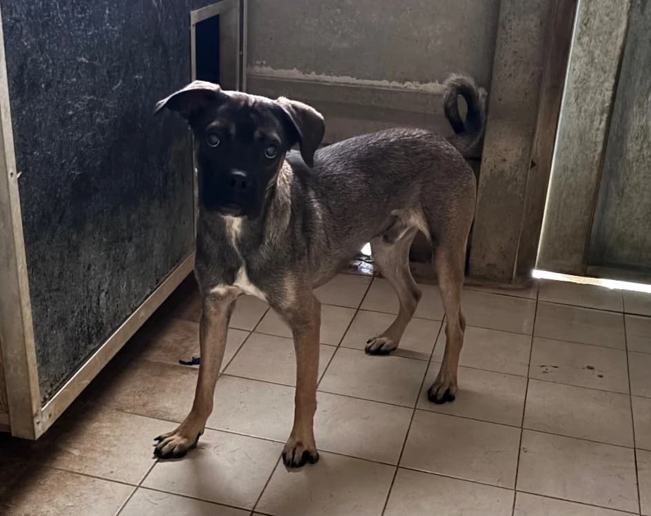 POUPIK CHAO, male Belgian Malinois for adoption at SPA Chamarande, Chamarande