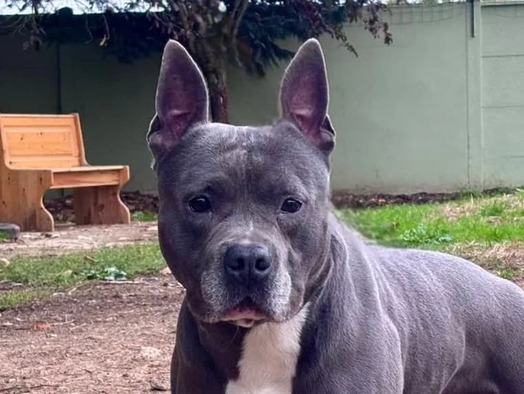 RAYAK CHAO, male 6yo American Staffordshire Terrier for adoption at SPA Chamarande, Chamarande