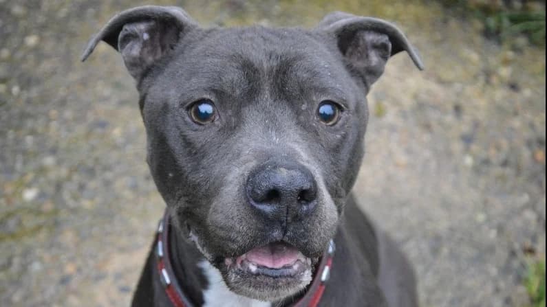 LEON CHAO, male senior American Staffordshire Terrier for adoption at SPA Chamarande, Chamarande