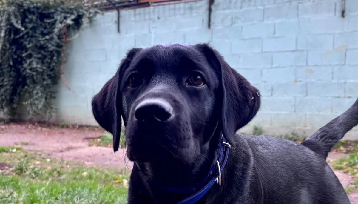 KRATOS CHAO, male puppy Labrador Retriever for adoption at SPA Chamarande, Chamarande