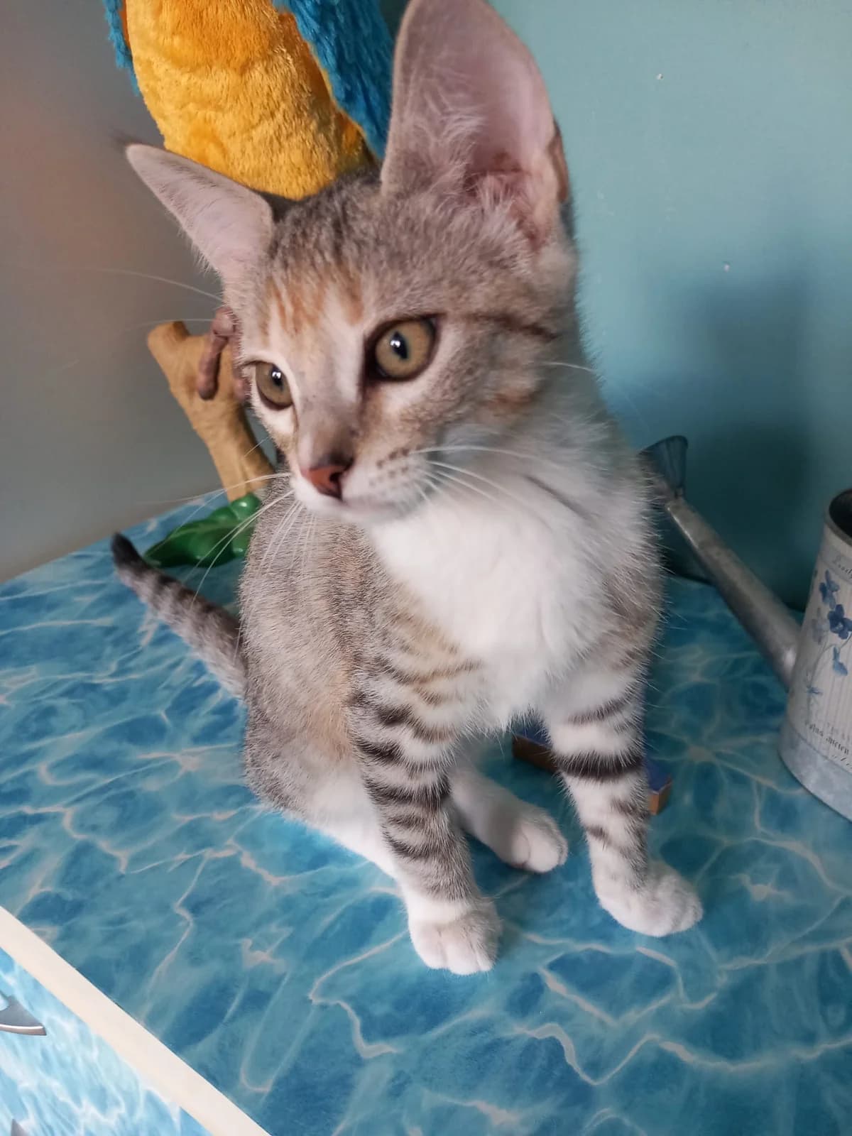 Bambie, female puppy European Shorthair for adoption at SPA de Chartres