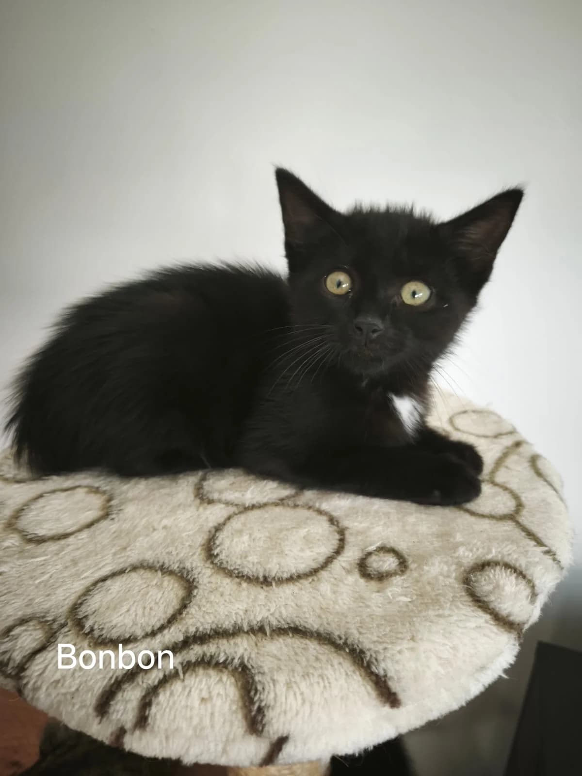 Bonbon, male puppy European Shorthair for adoption at SPA de Chartres