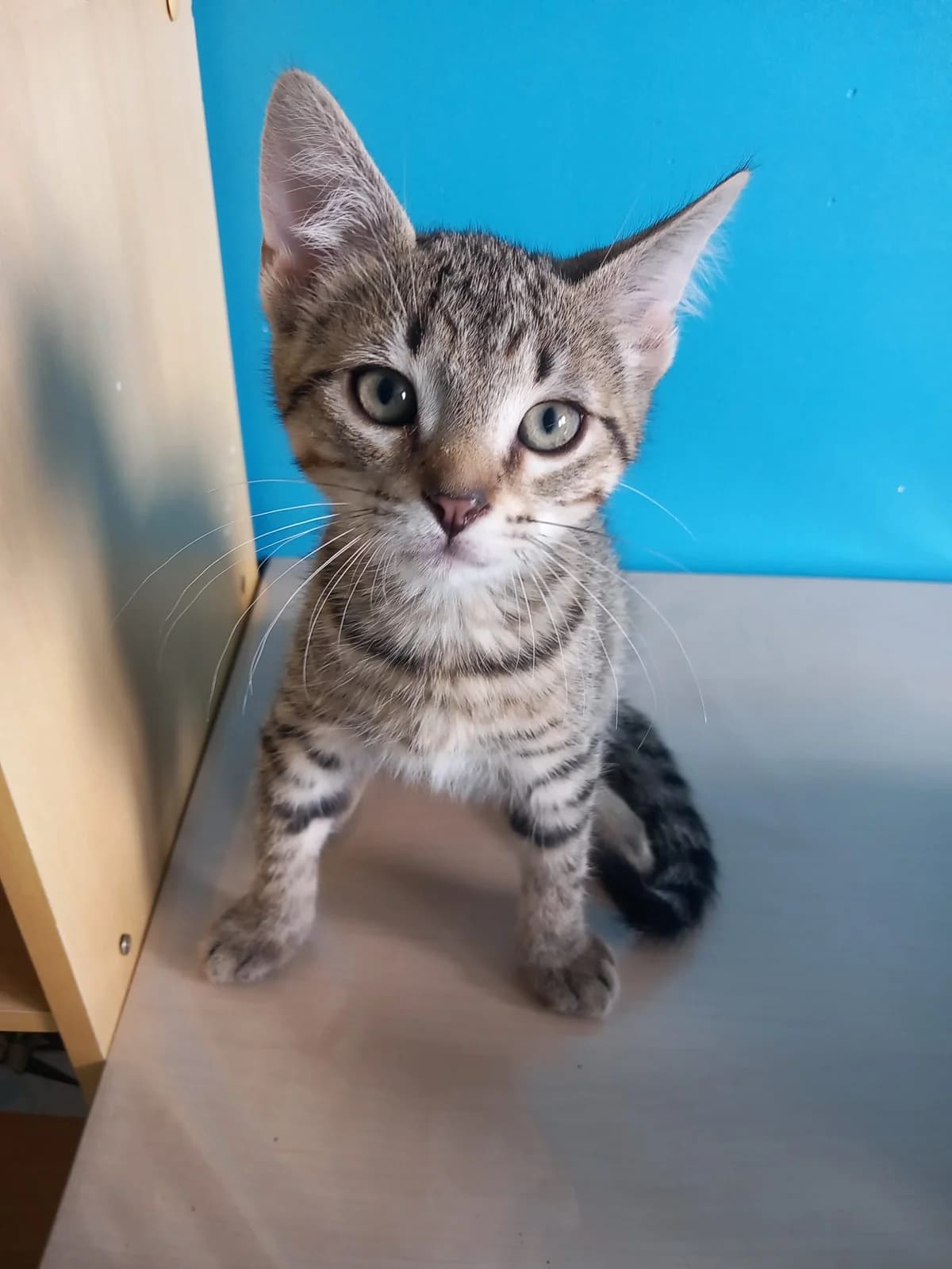 Buddy, male puppy European Shorthair for adoption at SPA de Chartres