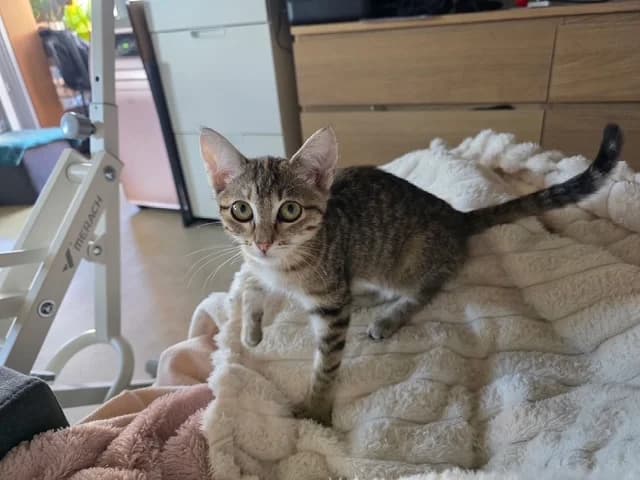 Doucette, female puppy European Shorthair for adoption at SPA de Chartres