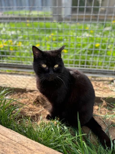 Junon, male 5yo European Shorthair for adoption at SPA de Chartres