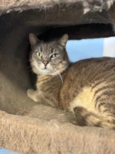 Ninou, male senior European Shorthair for adoption at SPA de Chartres