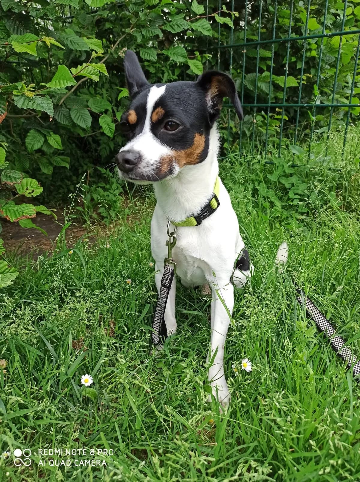 Paco, male 7yo Mixed Breed for adoption at SPA de Chartres
