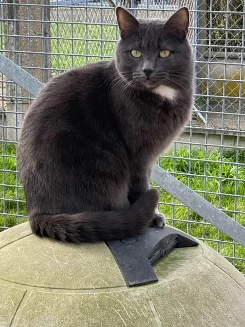 Ramsès, male 5yo European Shorthair for adoption at SPA de Chartres