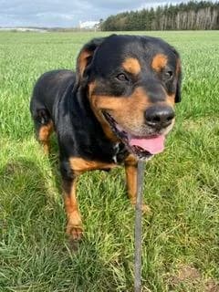 Sam, male senior Mixed Breed for adoption at SPA de Chartres