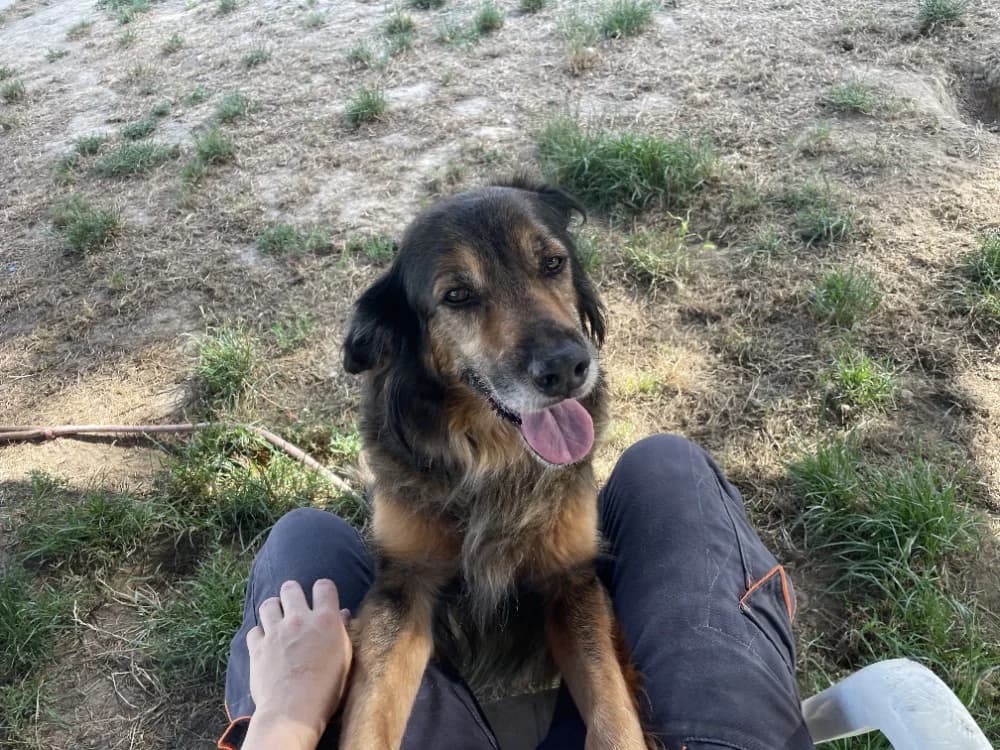MAYA, female senior Belgian Malinois for adoption at SPA Château-d'Olonne