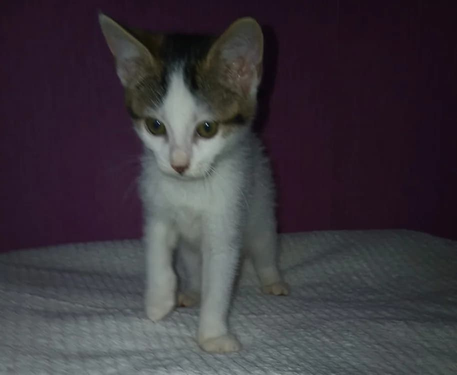 Baïa, female Mixed Breed for adoption at SPA Château-d'Olonne