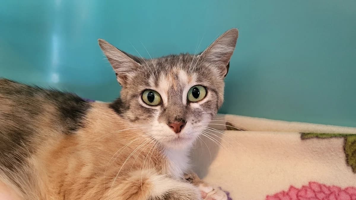 Mélodie, female young Mixed Breed for adoption at SPA Château-d'Olonne