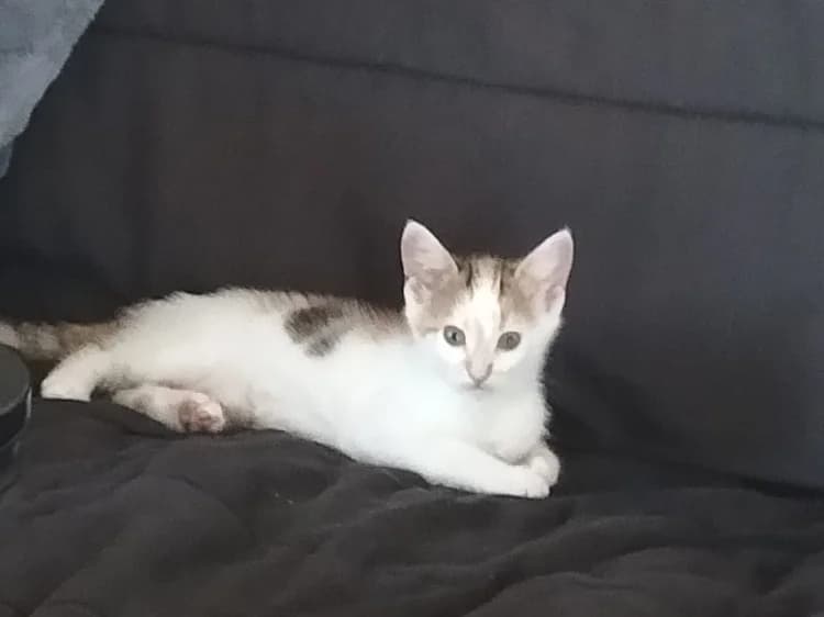 Brownie, female Mixed Breed for adoption at SPA Château-d'Olonne