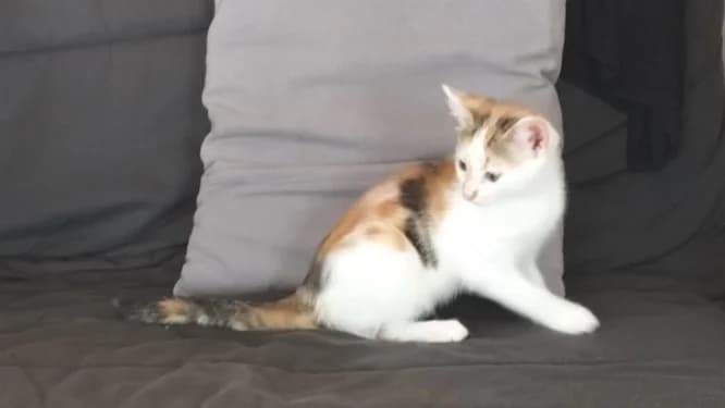 Bella, female mixed breed for adoption at SPA Château-d'Olonne