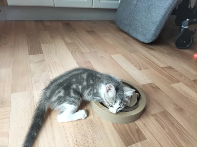 Berlioz, male Mixed Breed for adoption at SPA Château-d'Olonne
