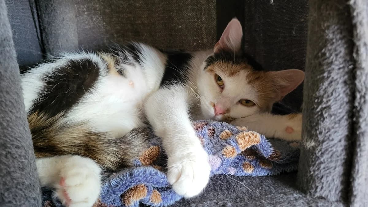 Dolly, female young mixed breed for adoption at SPA Château-d'Olonne