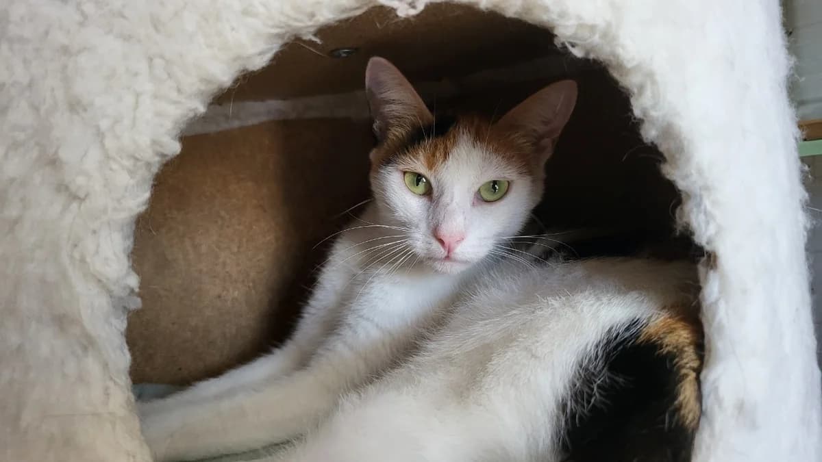 SELINA, female 3yo Mixed Breed for adoption at SPA Château-d'Olonne
