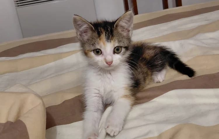 christale, female Mixed Breed for adoption at SPA Château-d'Olonne