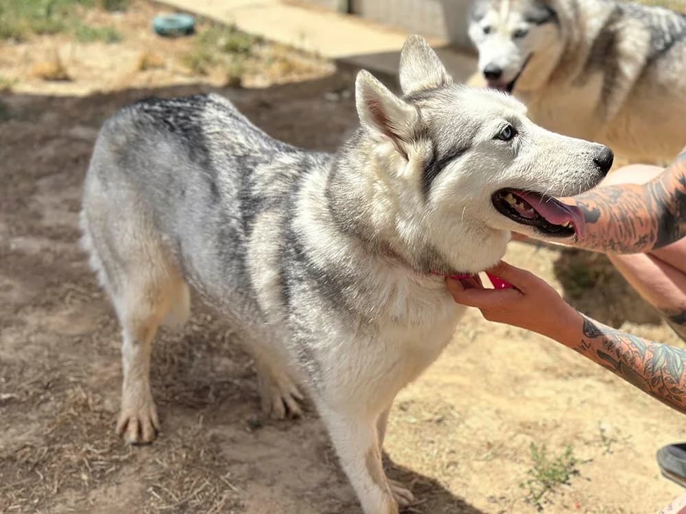 PHOEBE, female 7yo Husky for adoption at SPA Château-d'Olonne