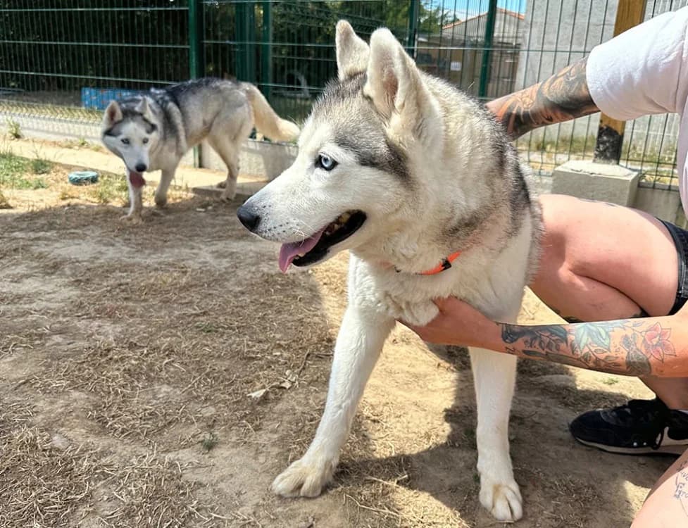 PIPER, female 7yo Husky for adoption at SPA Château-d'Olonne