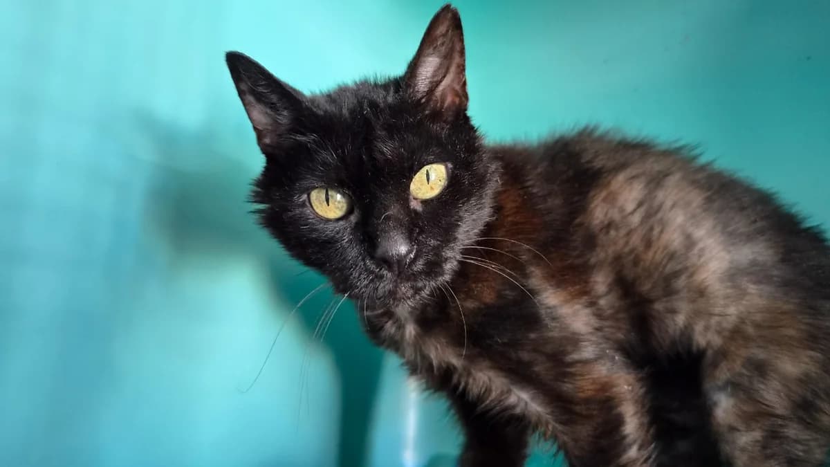 francine, female senior Mixed Breed for adoption at SPA Château-d'Olonne