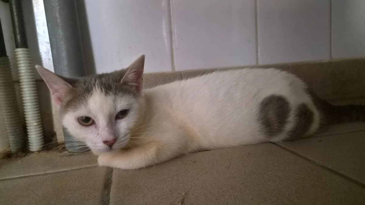PETUNIA, female mixed breed for adoption at SPA Château-d'Olonne