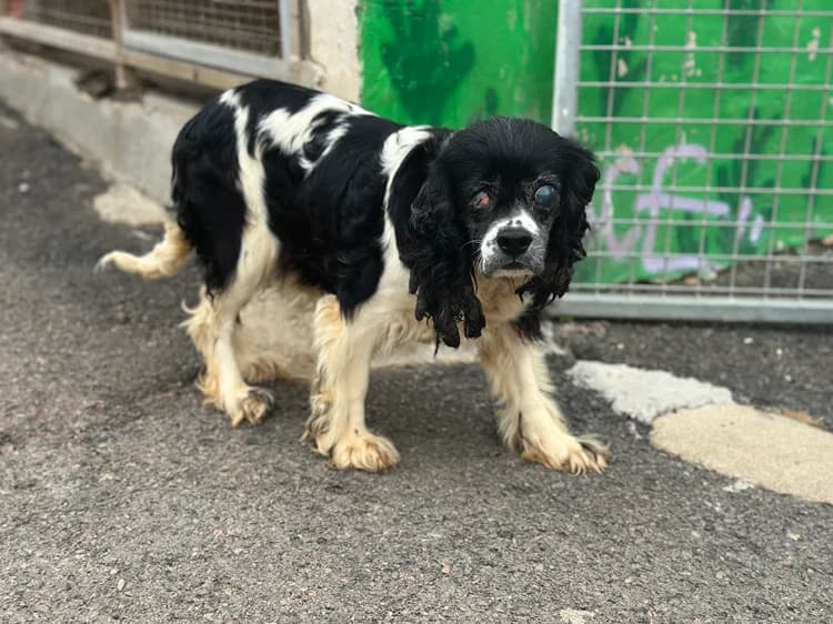 Jihnny, female senior Cavalier King Charles Spaniel for adoption at SPA Château-d'Olonne