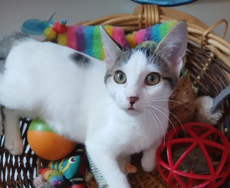 Baïa, female Mixed Breed for adoption at SPA Château-d'Olonne